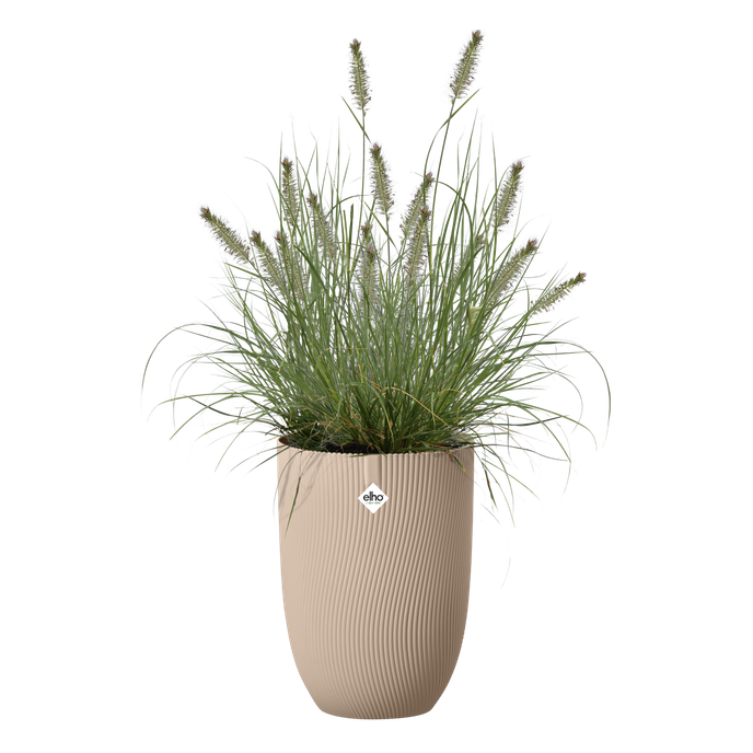 sereh hoch 30cm kühler Ton